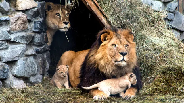 चिड़ियाघर, नन्हे जानवर