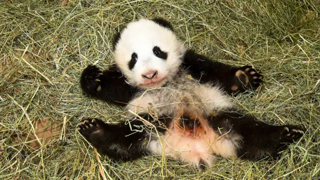 चिड़ियाघर, नन्हे जानवर