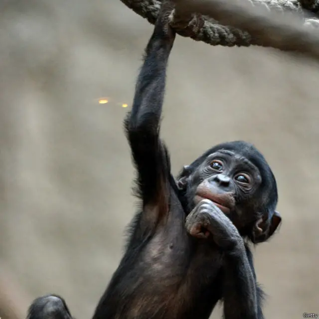 चिड़ियाघर, नन्हे जानवर