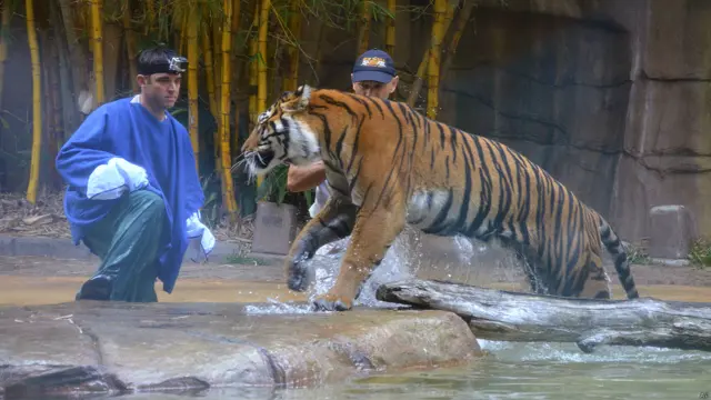 آسٹریلیا کے علاقے سن شائن کوسٹ میں واقع چڑیا گھر میں جانوروں کی دیکھ بھال کرنے والے ڈیو سٹائلس کو اندازہ نہیں تھا کہ تھوڑی دیر پہلے جس شیر کو انہوں نے گلے لگایا تھا وہ ان پر حملہ کرے گا۔