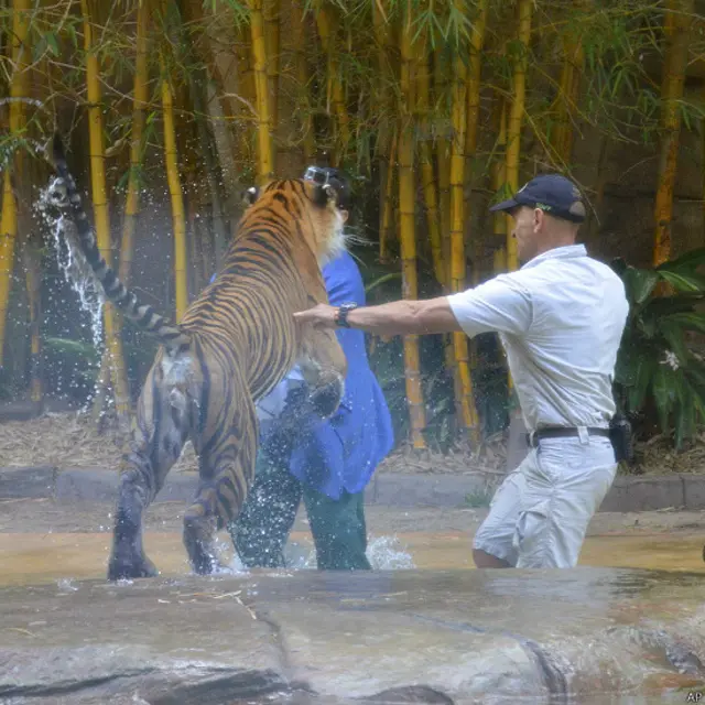 شیر کے حملے میں سٹائلس کا سر اور کندھے بری طرح زخمی ہوگئے۔ انھیں فوراً ایئر ایمبولینس کے ذریعے ہسپتال لے جایا گیا۔