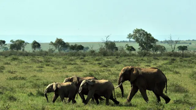 بھارت میں آئے دن ہاتھیوں کی ہلاکت کی خبریں آتی رہتی ہیں