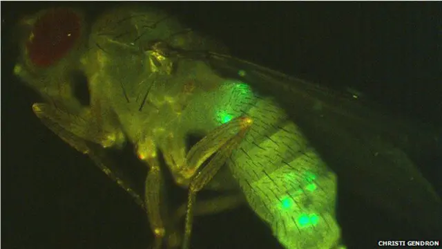 Mosca | Crédito: Christi Gendron