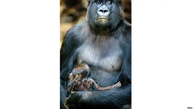 नीदरलैंड्स के एक चिड़ियाघर में नवजात गोरिल्ला नाईकियस अपनी माँ की बाँहों में.