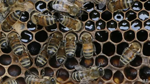 Abejas en un panal
