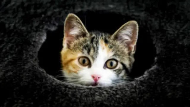 पासवर्ड