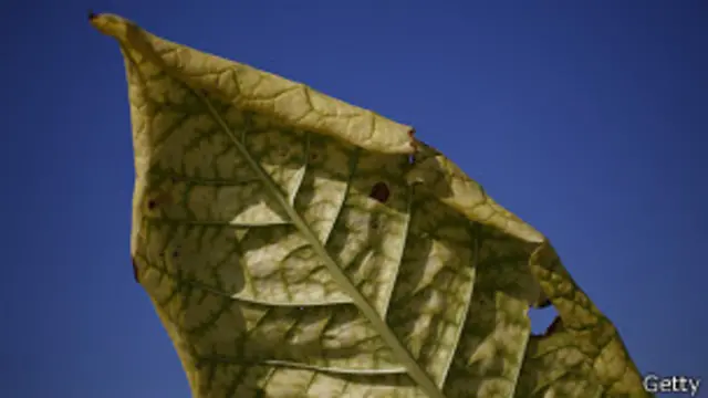 Hoja de tabaco