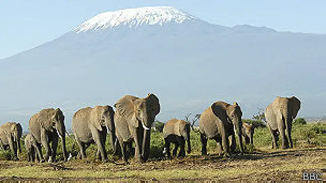 Elefantes africanos en Kenia