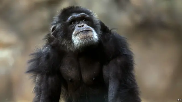 Chimpanzé | Crédito: AP