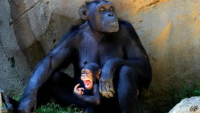 В Нью-Йорке решается вопрос о юридической правоспособности шимпанзе