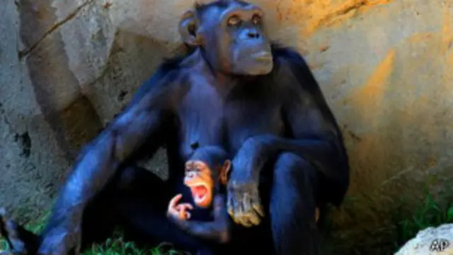 Chimpancé con su cría