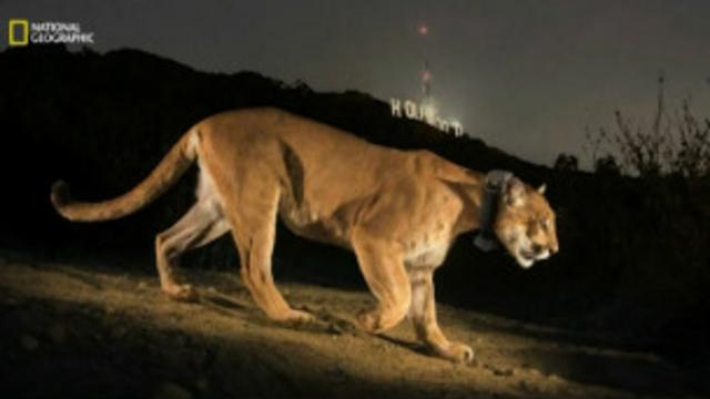 Foto: Steve Winter/National Geographic