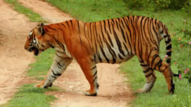 سال 1947 میں بھارت میں تقریباً 40 ہزار شیر تھے