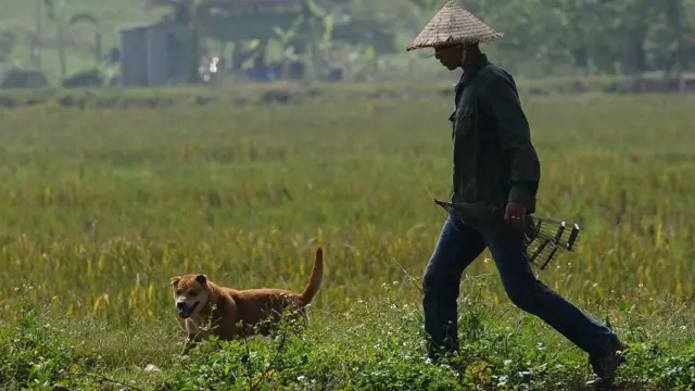 Những người làm nghề săn chuột ở Hoài Đức, ngoại thành Hà Nội thường có hai phương pháp là dùng bẫy và dùng chó.