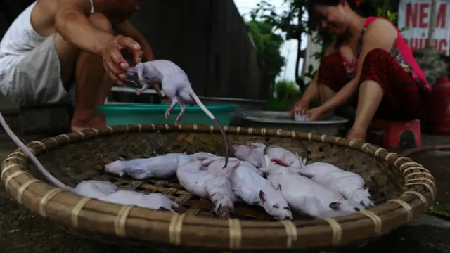 Những chú chuột đã cạo lông trắng muốt được để ráo nước.