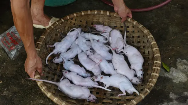 Chuẩn bị cho công đoạn làm thịt.