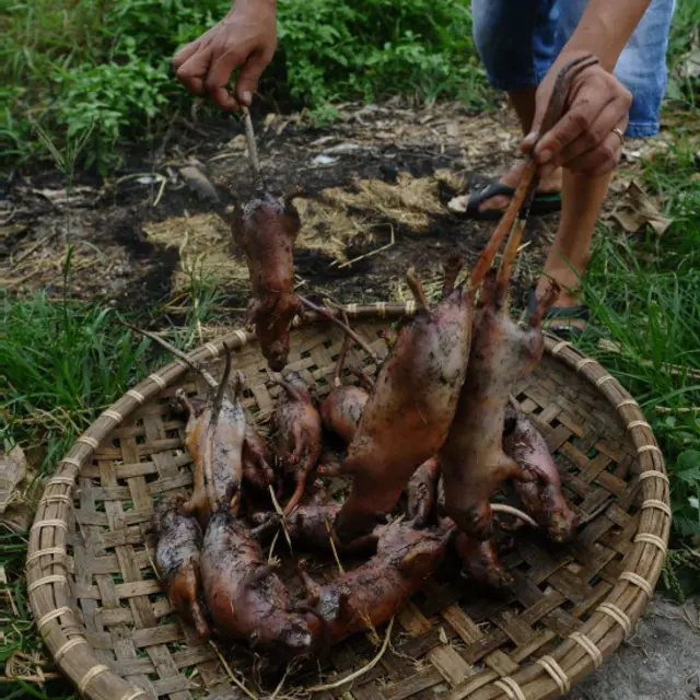Những chú chuột vàng ươm sẽ bị chặt đầu, chân, đuôi.