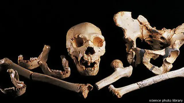 Temuan DNA pada tulang paha berusia 400.000 tahun makin memperumit penelitian evolusi manusia. 