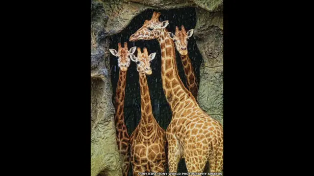 سڈنی کے تورونگا چڑیا گھر میں زرافوں کی چہل قدمی کی یہ تصویر کوری کیپا نے بھیجی ہے۔