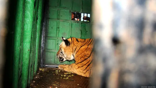 मैसूर, कर्नाटक, आदमखोर बाघ का आतंक, बांदीपुर टाइगर रिज़र्व, पुलिस की टीम