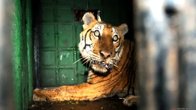 मैसूर, कर्नाटक, आदमखोर बाघ का आतंक, बांदीपुर टाइगर रिज़र्व, पुलिस की टीम