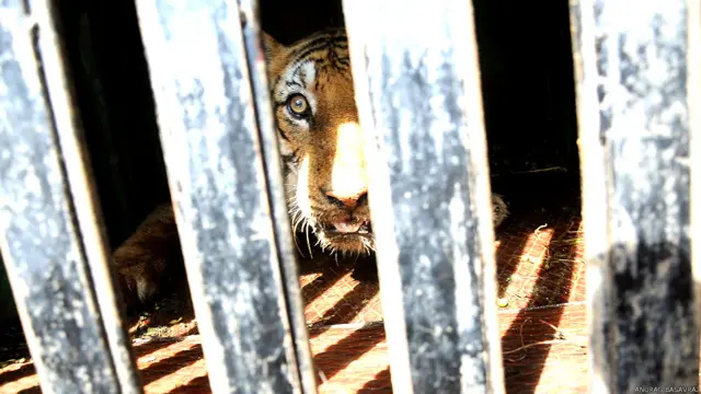 मैसूर, कर्नाटक, आदमखोर बाघ का आतंक, बांदीपुर टाइगर रिज़र्व, पुलिस की टीम
