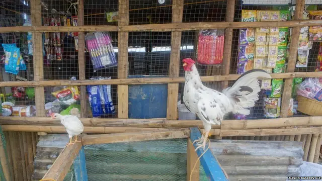 قضى الإعصار على معظم الثروة الحيوانية في جزيرة بينولوانغان. لذا تتمتع الحيوانات الناجية بقيمة خاصة. والصورة لدجاجة ناجية.