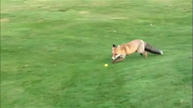 fox golf