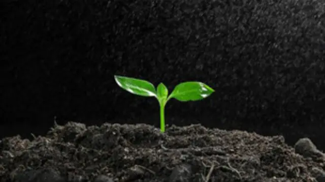 بوټې کېنوئ او خپل چاپېرېال زرغون کړئ