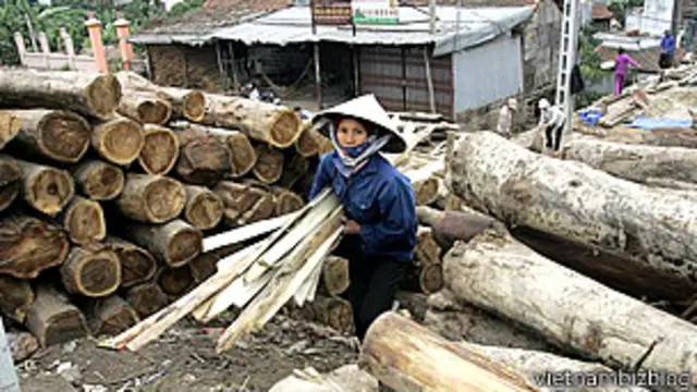 Khai thác gỗ ở Việt Nam