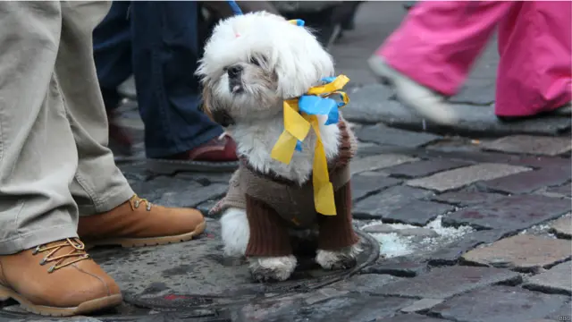 От хозяев не отставали и домашние любимцы