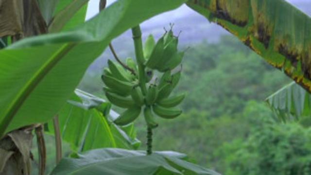 Plantación de bananas en Perú