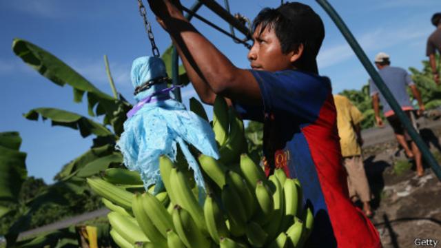 Plantación de bananas en México