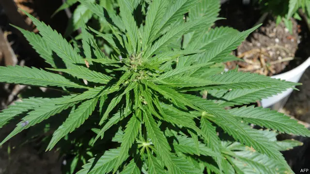 Maconha | Crédito: AFP