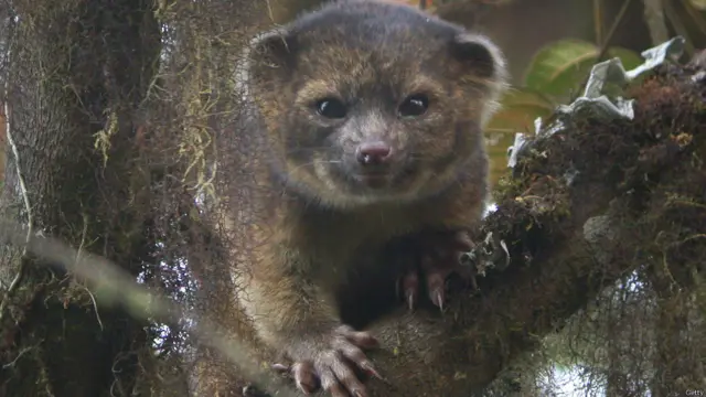 Olinguito