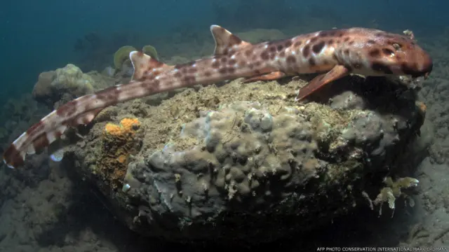 Hemiscyllum Halmahera