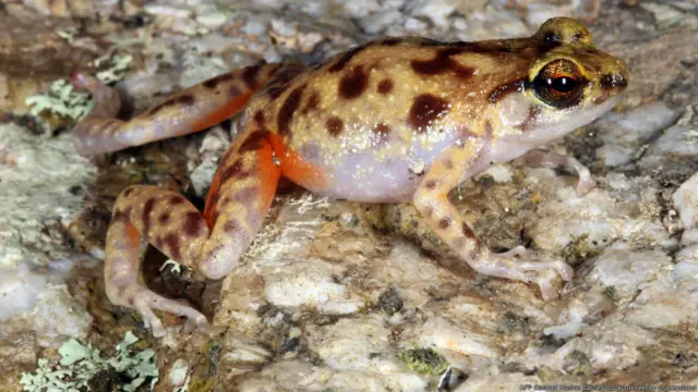 новые виды животных