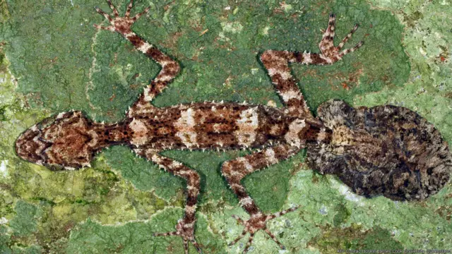 новые виды животных