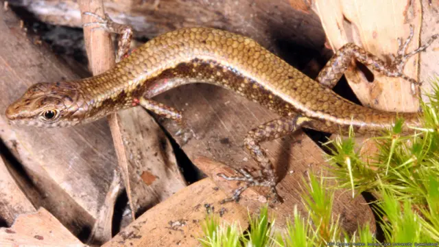 новые виды животных