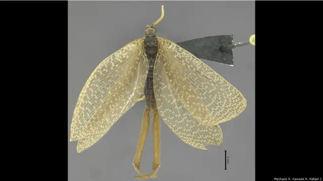 Austromerope brasilliensis