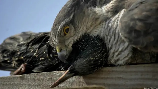 Buğra Polattaş: Yine bir doğa yürüyüşümüz sırasında, Çorum - İskilip ilçesinde çekmiştim.