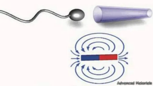 اسپرم از سر گشاد وارد لوله می‌شود ودر آن گیر می‌افتد