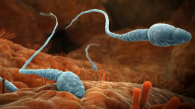 اسپرم حدود چهار میلی‌متر در دقیقه سرعت دارد