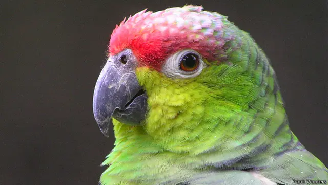 parrot