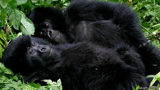 Selon WWF, le parc pourrait être amputé de 40% de sa superficie