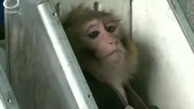 ईरान ने कहा कि उसने दूसरी बार सफलतापूर्वक अंतरिक्ष में बंदर भेजा है.