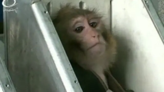 Обезьяна в космосе