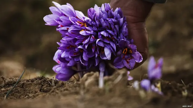 زعفران تر ټولو مخکې یونان کې وکرل شول، خو له پیړیو راهیسې کشمير هم کې کرل کېږي.