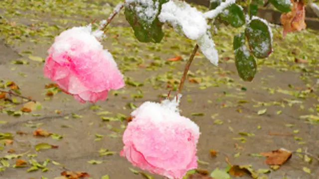 كه څه سخته ده نو هغه پښتنو قام پرستو ته ورپېښه ده چې طالبان يې د سيكولرېزم په نامه پرخپل ضد ګڼي.