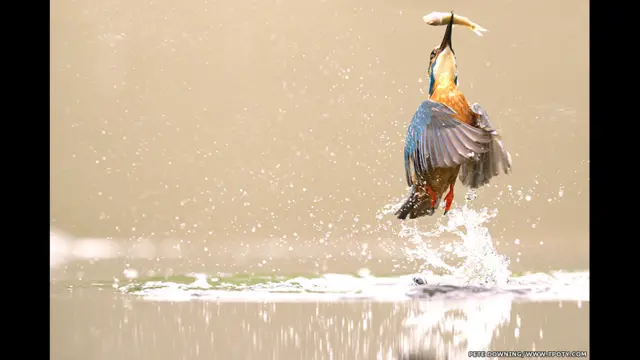 جنگلی حیات کے ایک تصویر کے شعبے میں پیٹر ڈاؤننگ کو ان کی کھینچی گئی کنگ فیشر کی تصویر پر پہلا انعام دیا گیا۔ 